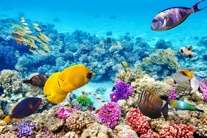 Hòn Mun Nha Trang - Chạm vào "thủy cung" huyền thoại giữa lòng đại dương