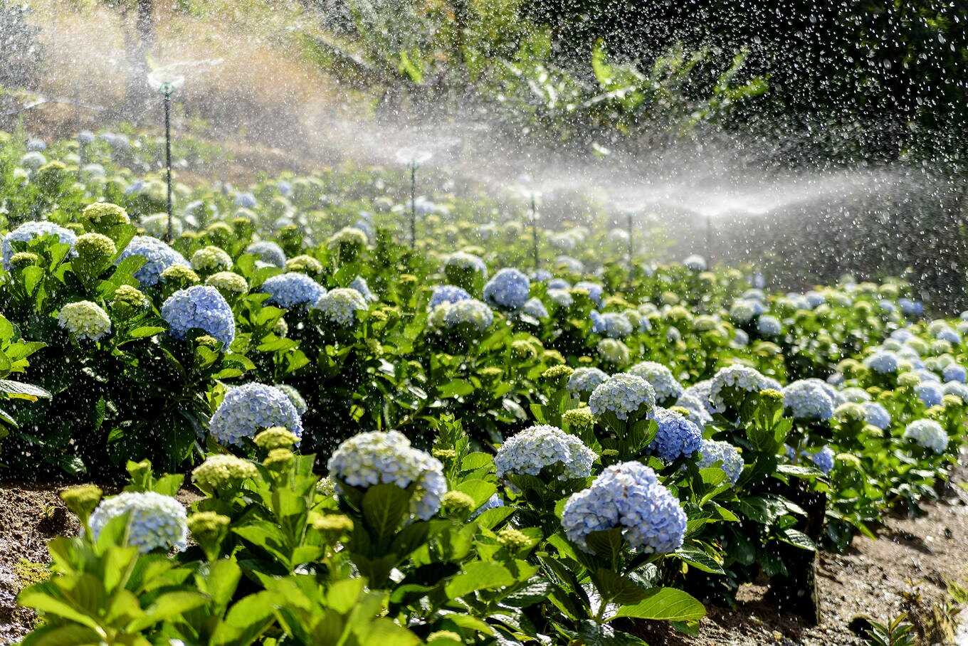 Đà Lạt mùa hoa – Khi phố núi khoác lên mình tấm áo rực rỡ nhất