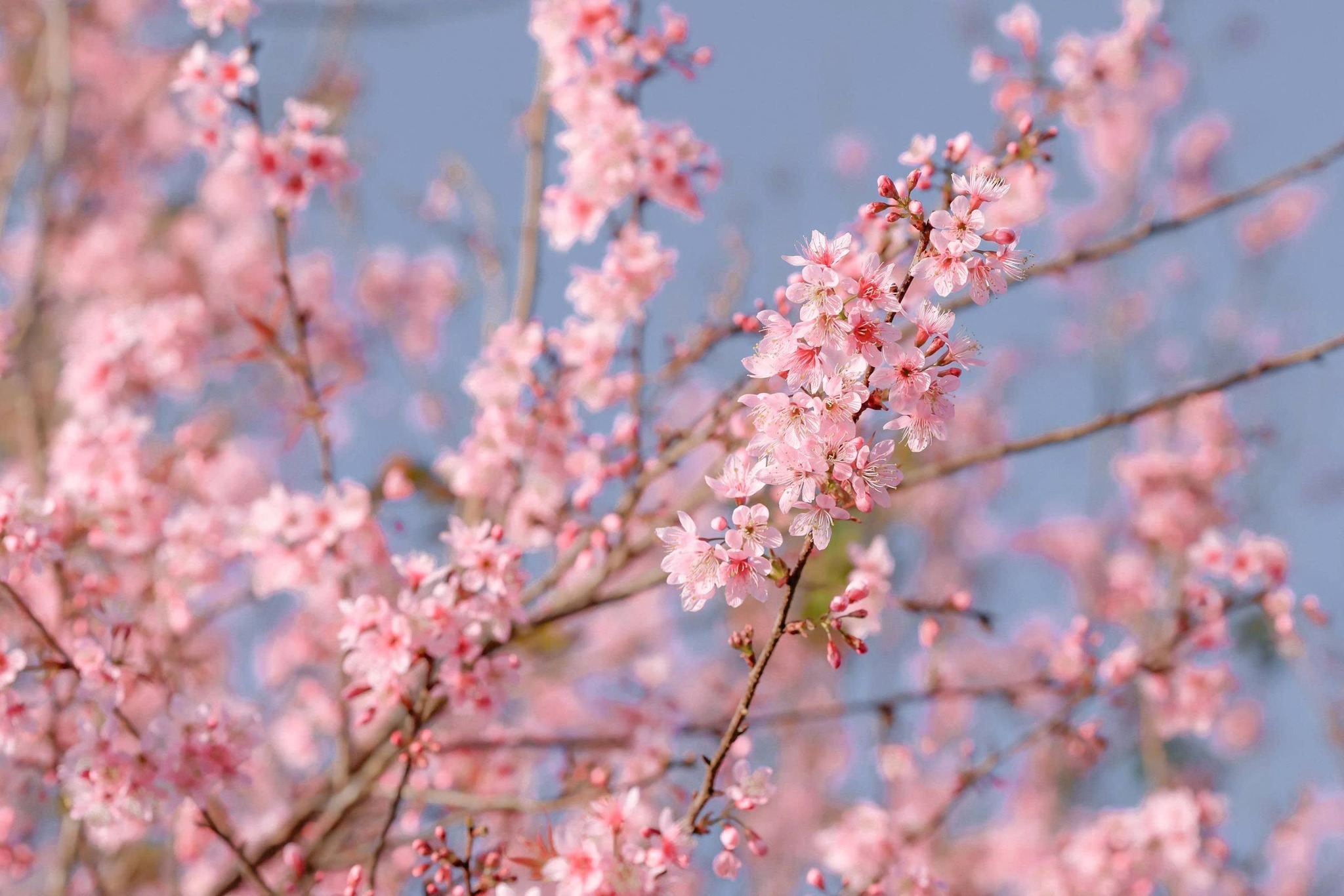 Đà Lạt Xuân 2026 – Hẹn nhau tại Lễ hội hoa mai anh đào rực rỡ