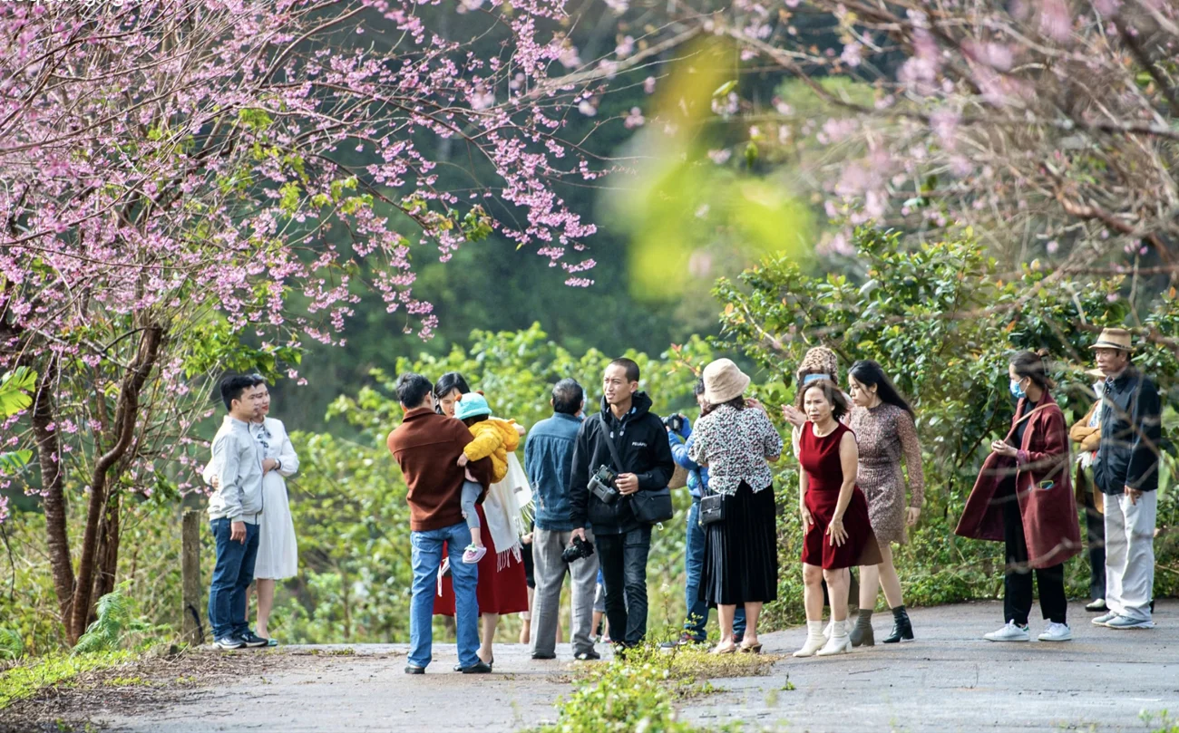 LỄ HỘI HOA ANH ĐÀO & KHINH KHÍ CẦU MĂNG ĐEN 2026
